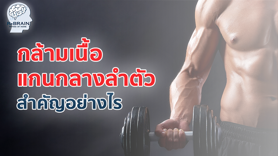 กล้ามเนื้อแกนกลาง