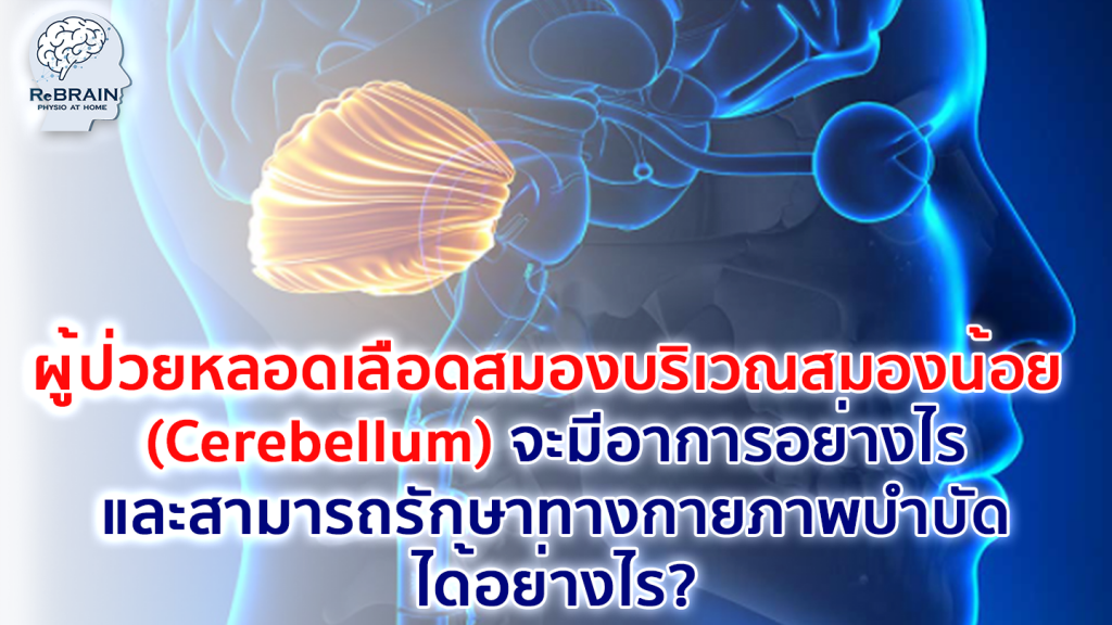 สมองน้อย